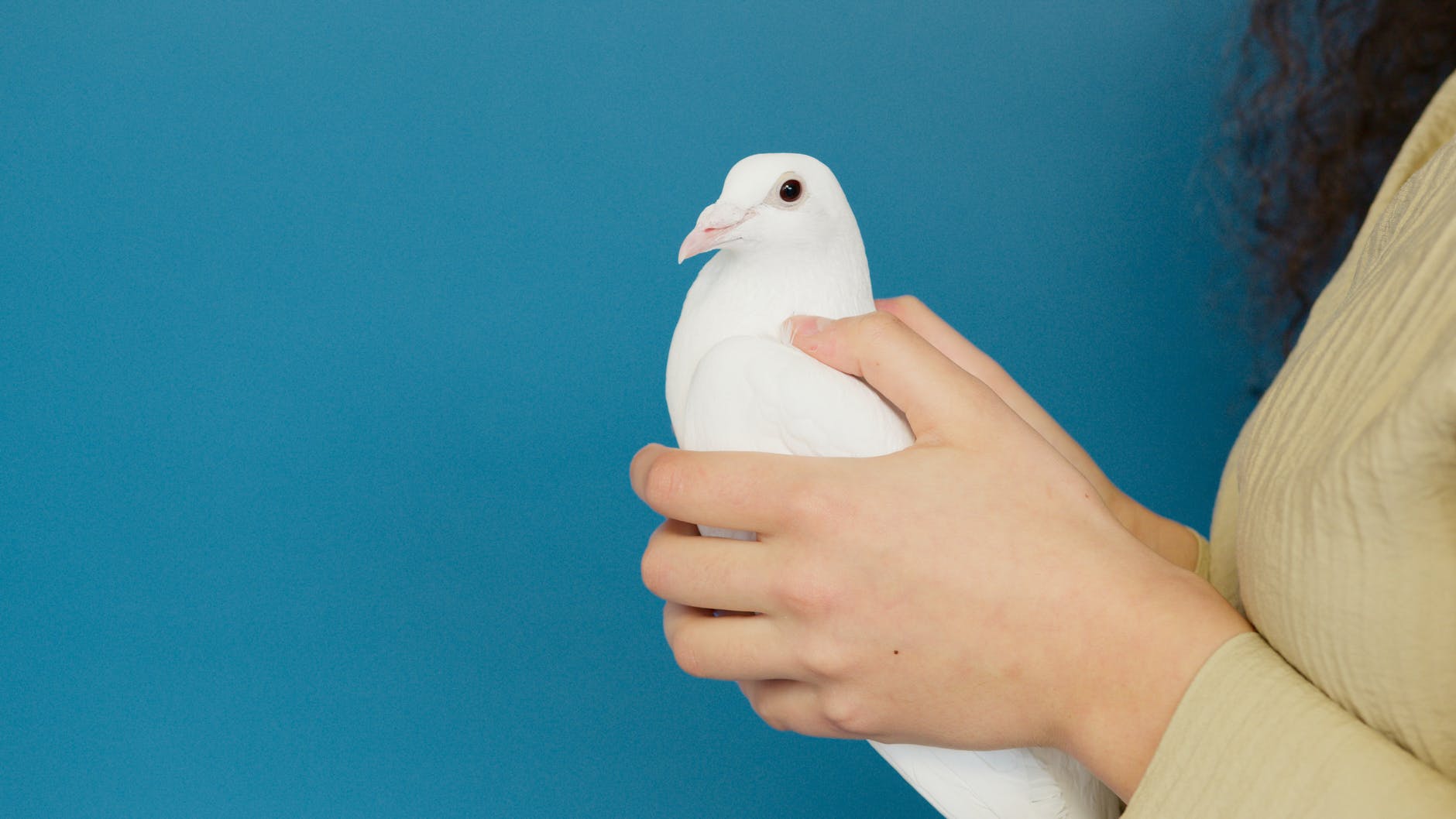 white dove on a person s hands